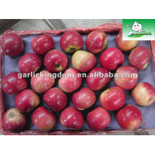 Manzanas frescas de Jiguan para el mercado de BD